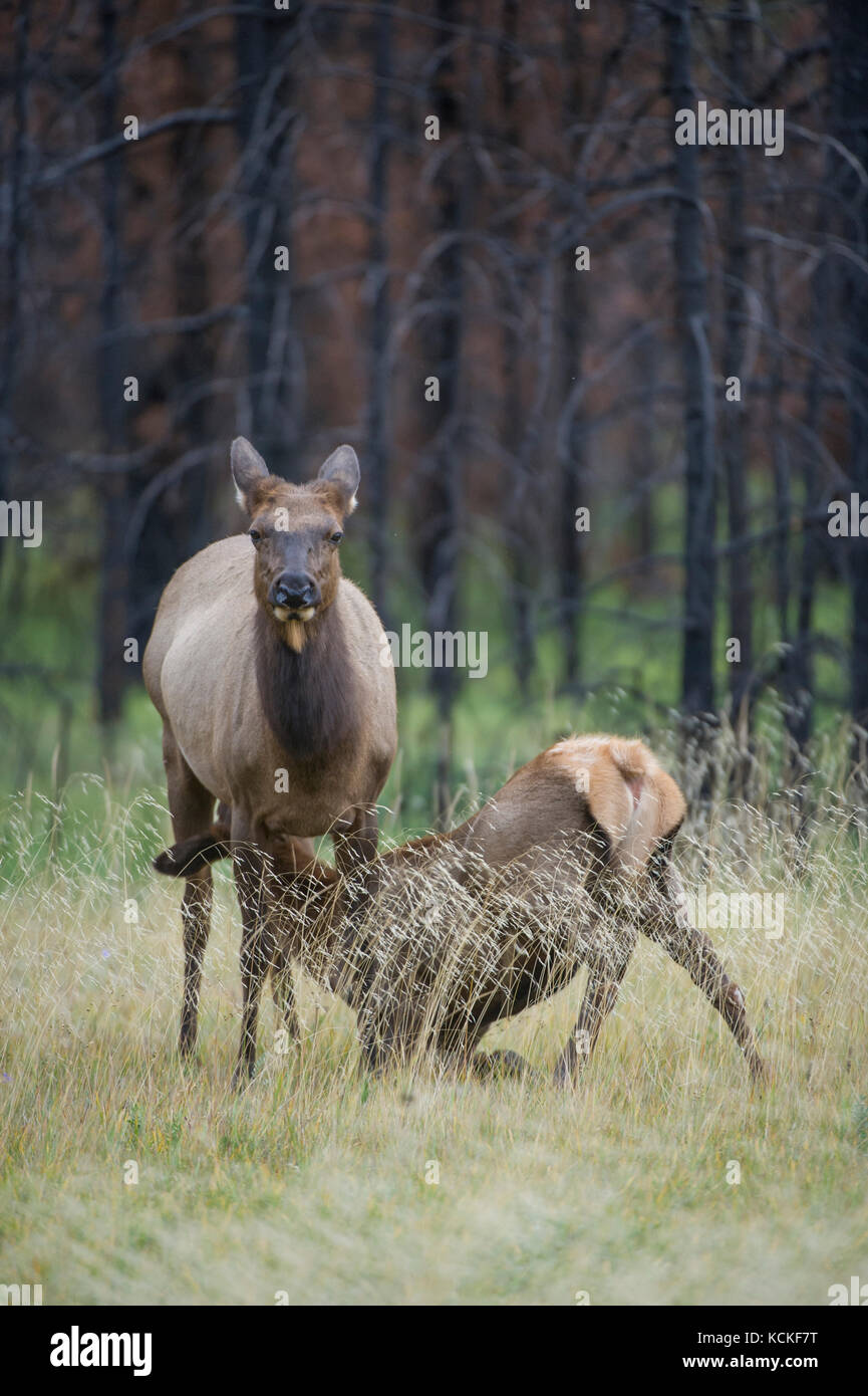 Kuh und Kalb, Elch, Cervus canadensis nelsoni, Rocky Mountains, Alberta, Kanada Stockfoto