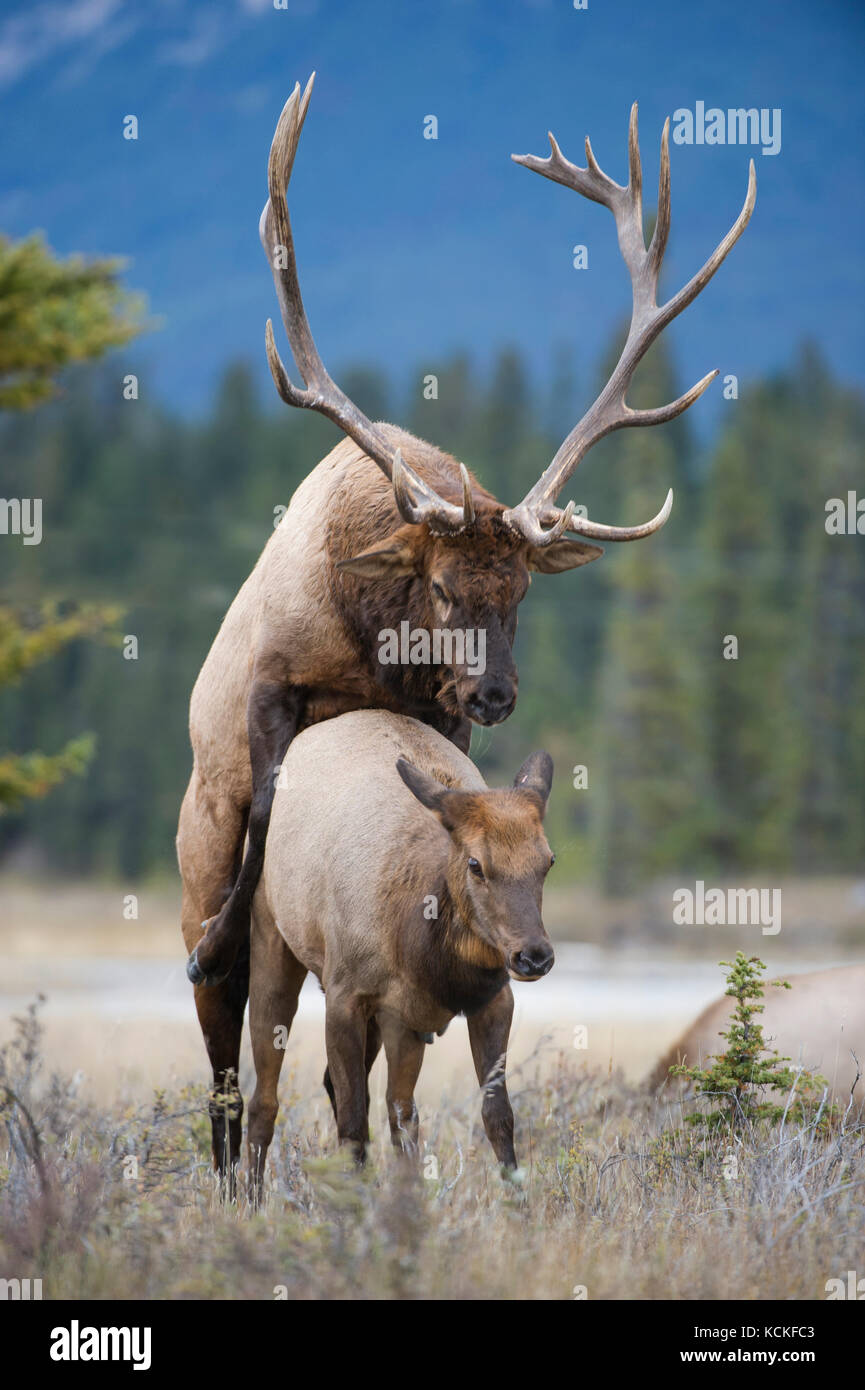 Paarung Elch, Cervus canadensis nelsoni, Rocky Mountains, Alberta, Kanada Stockfoto