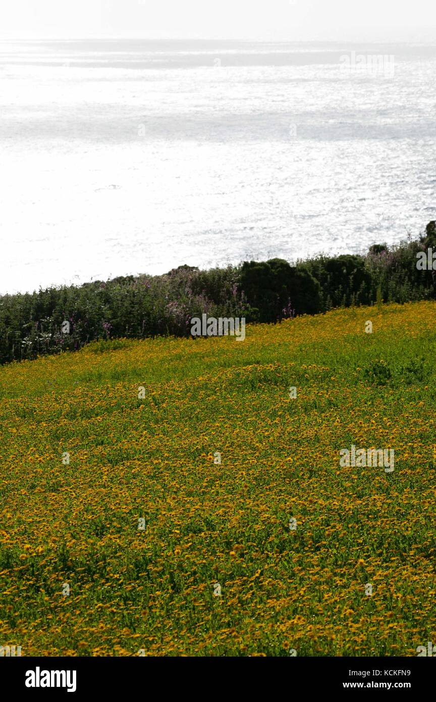 Mais Ringelblume (Chrysanthemum segetum) und Cornwall, nationa; l Trustvermögen mit landwirtschaftlicher Blumen/Unkräuter. Stockfoto