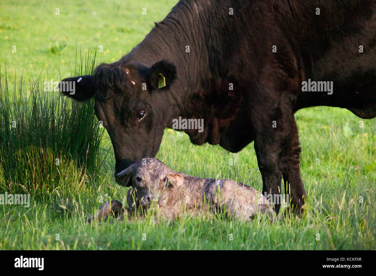 Welsh schwarze Kuh gerade geboren haben, zu einem reinrassigen Charolais Kalb in der Wiese. Stockfoto