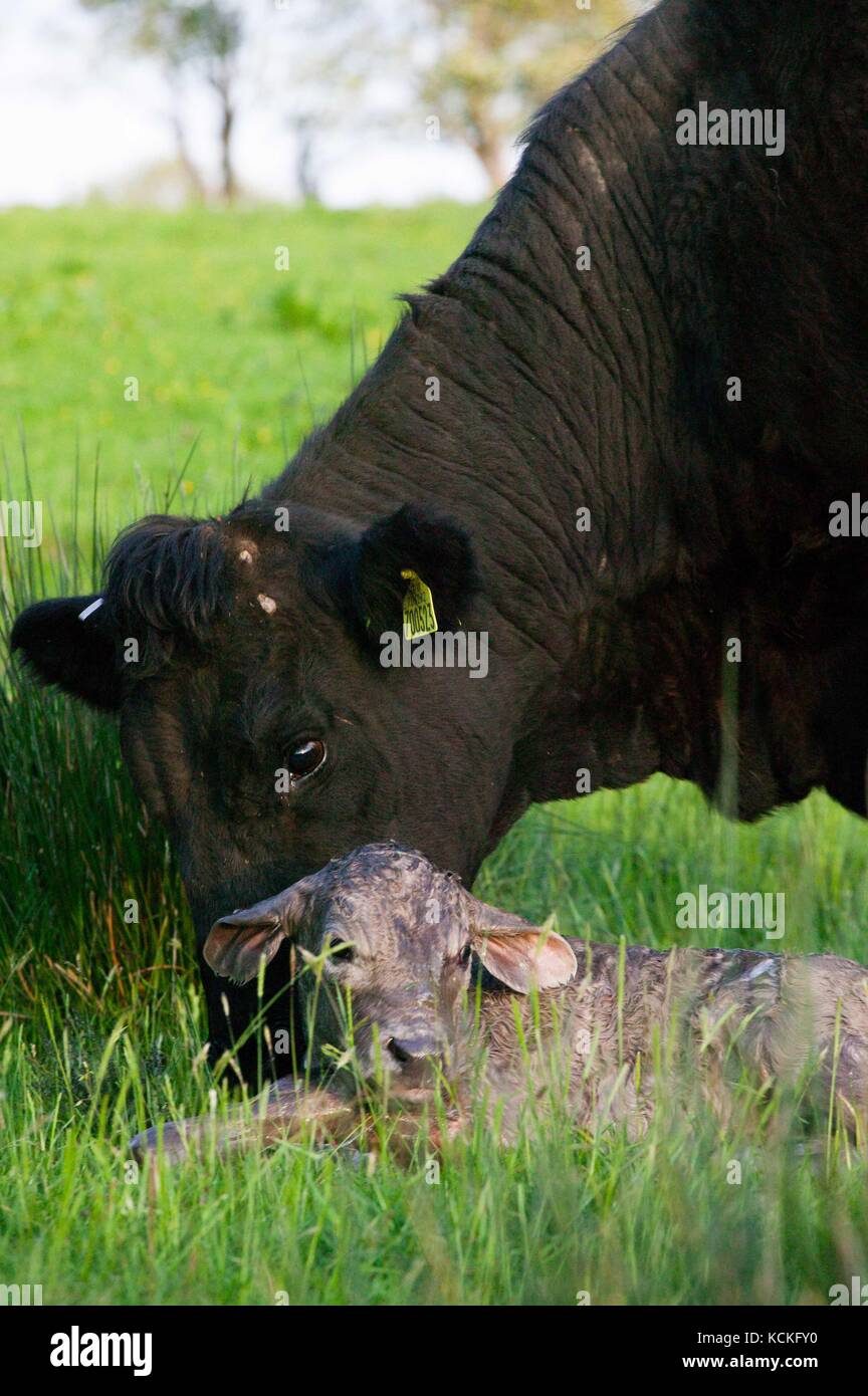 Welsh schwarze Kuh gerade geboren haben, zu einem reinrassigen Charolais Kalb in der Wiese. Stockfoto