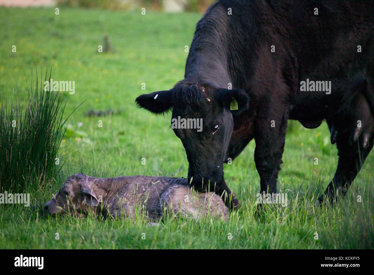 Welsh Schwarze Kuh Gerade Geboren Haben Zu Einem Reinrassigen Charolais Kalb In Der Wiese Stockfotografie Alamy