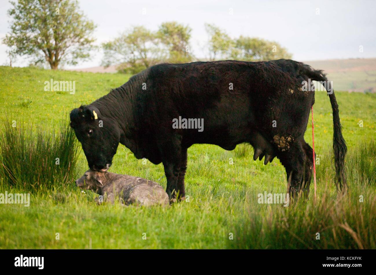 Welsh schwarze Kuh gerade geboren haben, zu einem reinrassigen Charolais Kalb in der Wiese. Stockfoto