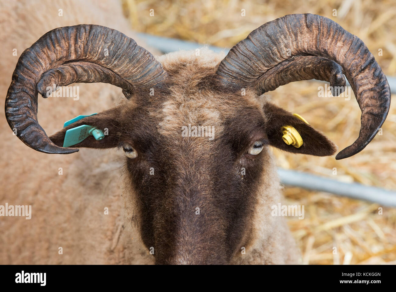 Manx loaghtan Schafe Herbst zeigen bei Malvern, Worcestershire, Großbritannien Stockfoto