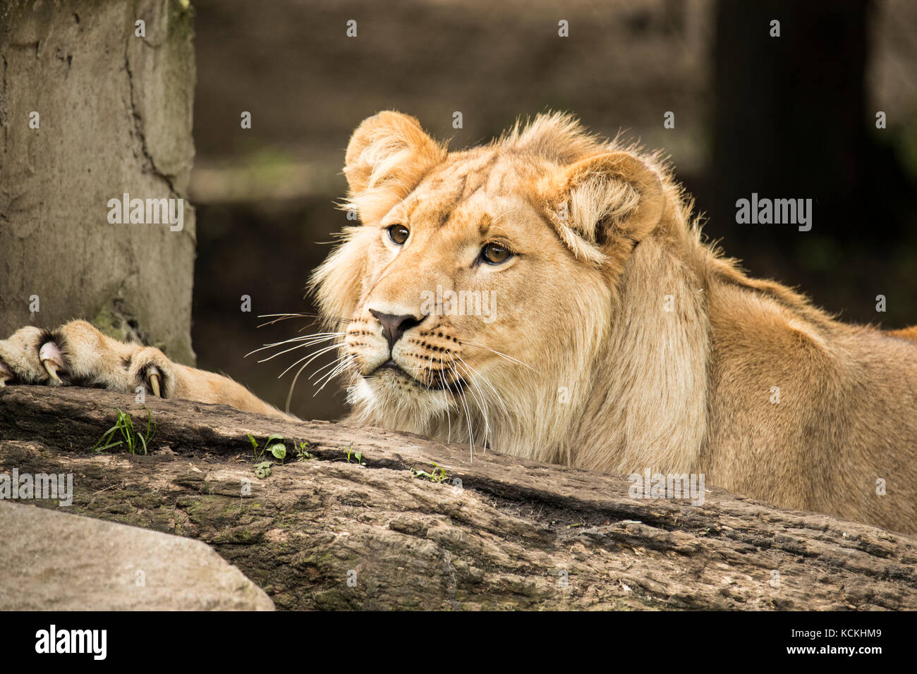 Porträt eines jungen männlichen Löwen Stockfoto