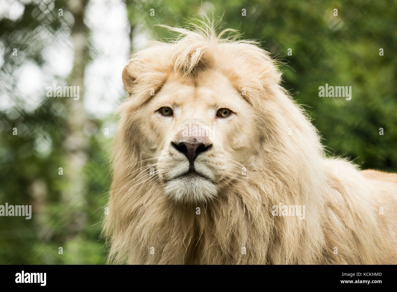 Porträt eines Jungen White Lion Stockfoto