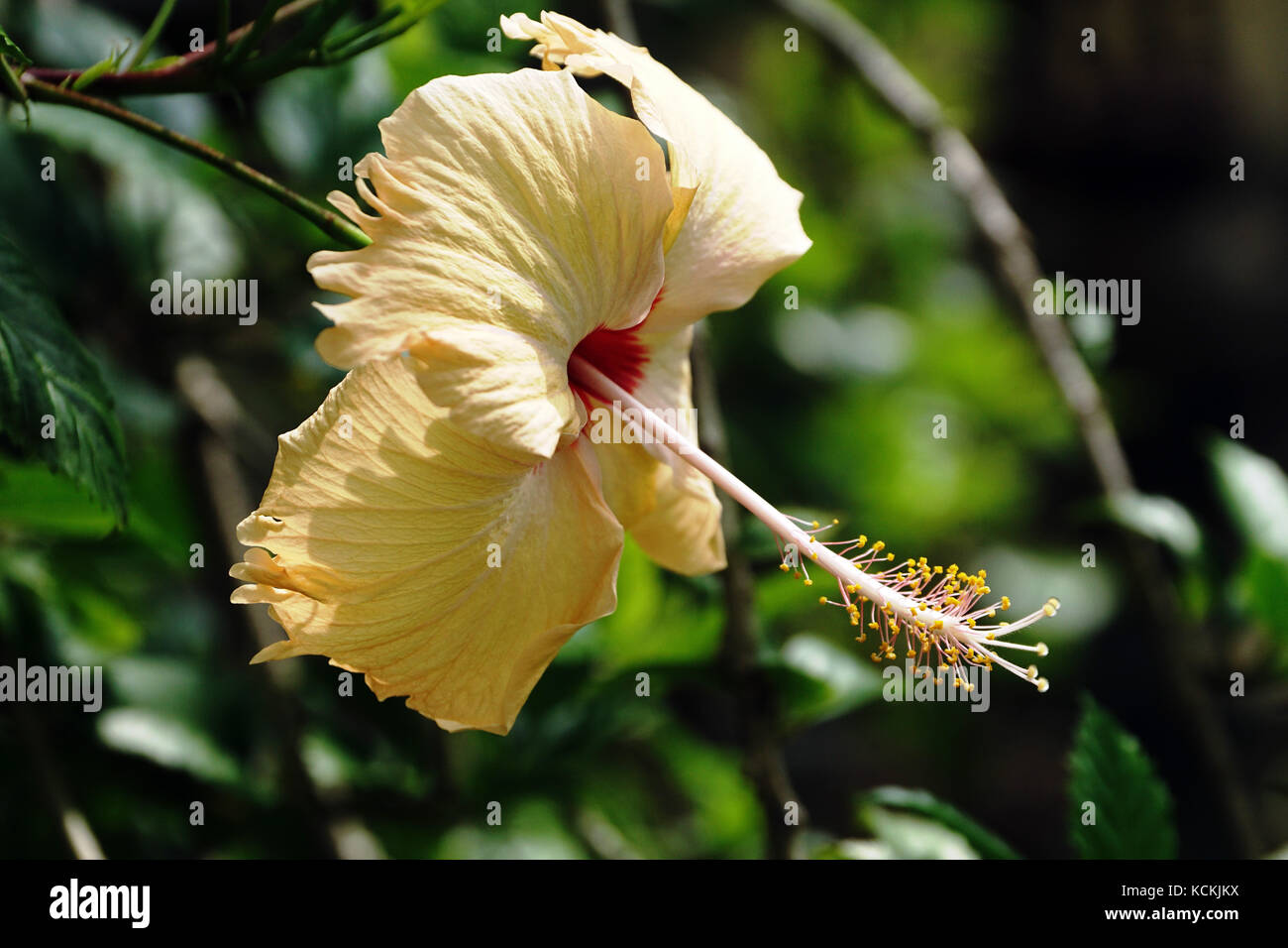 Die close-up Yellow Hibiscus Stockfoto