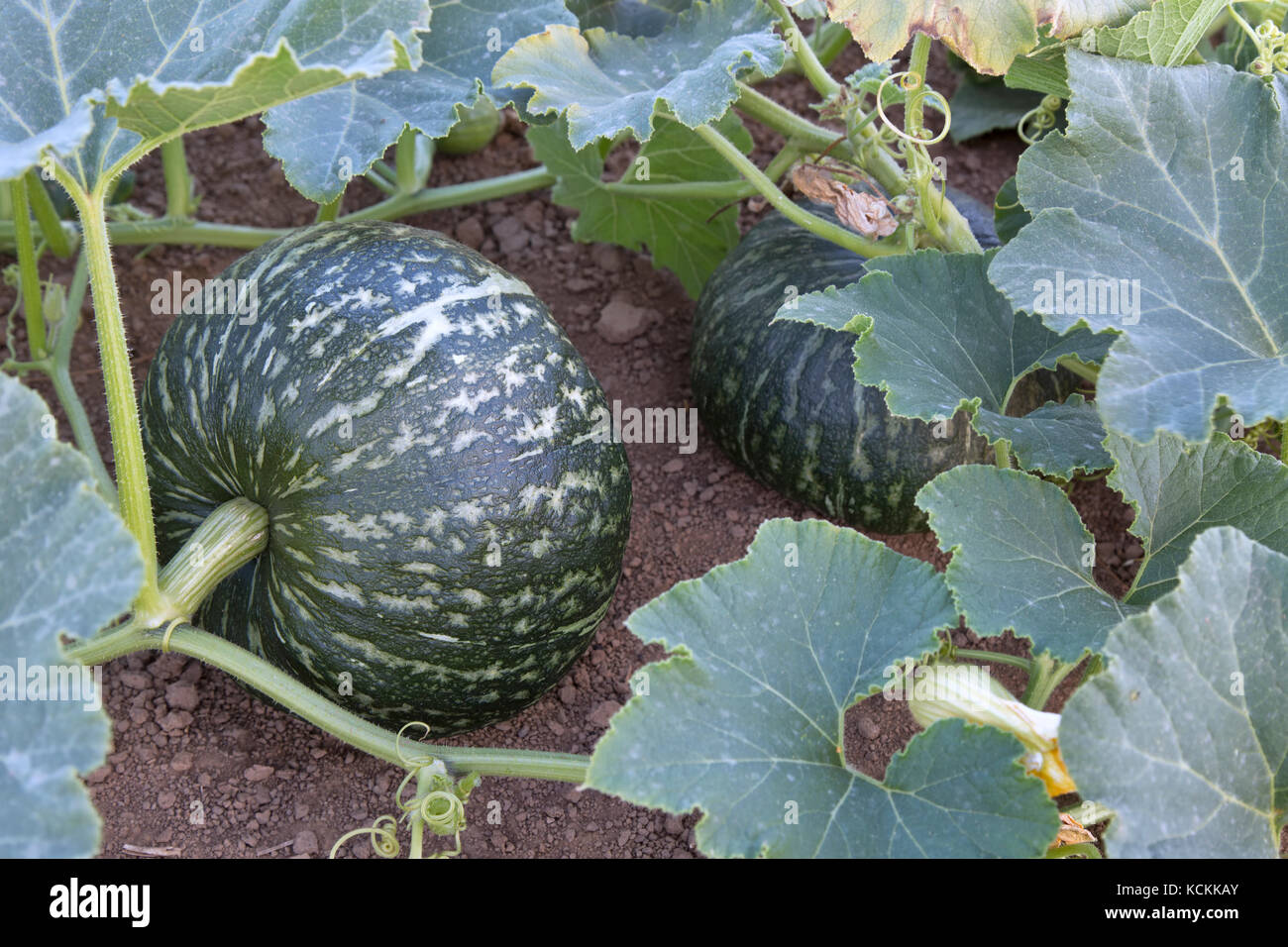 Reifen Kabocha Squash auf Weinstock: Cucurbita Maxima oder moschata', auch als japanischer Kürbis bekannt, San Joaquin County, Kalifornien, USA. Stockfoto