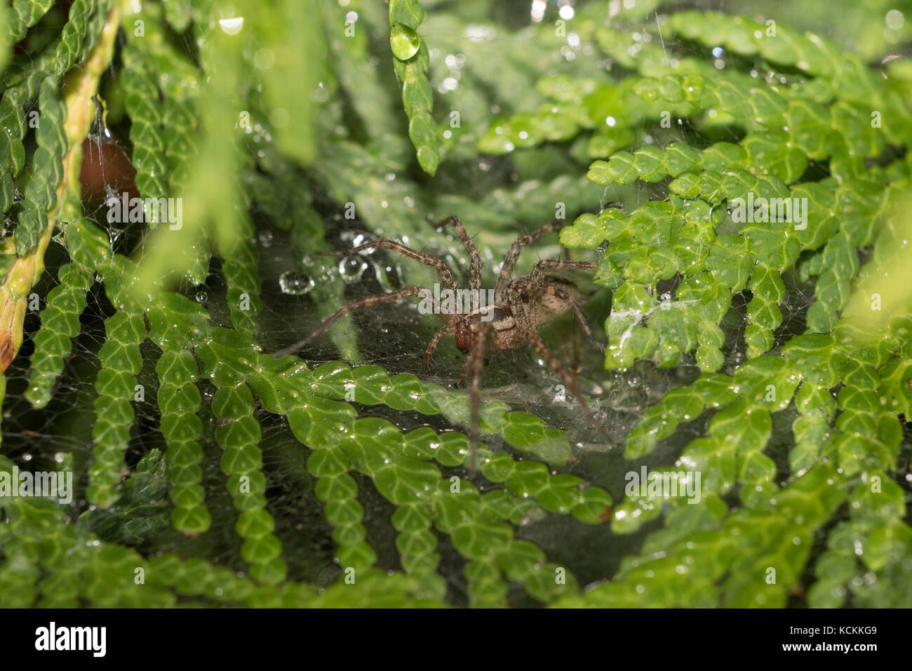 Wolf Spider Tau in Tau Stockfoto