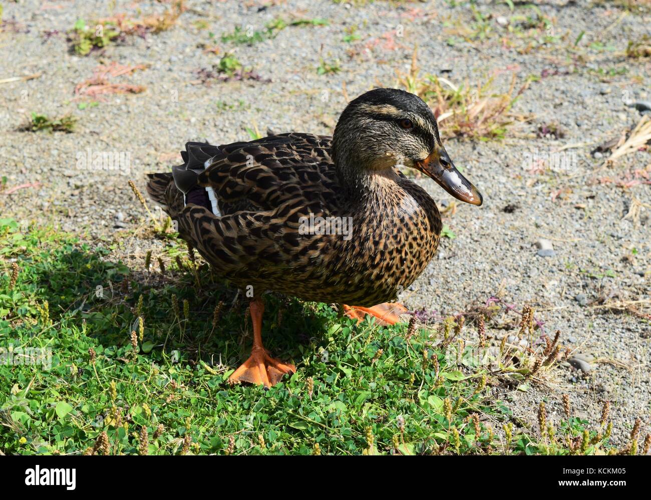 Weibliche Ente an Riverstone Park Stockfoto