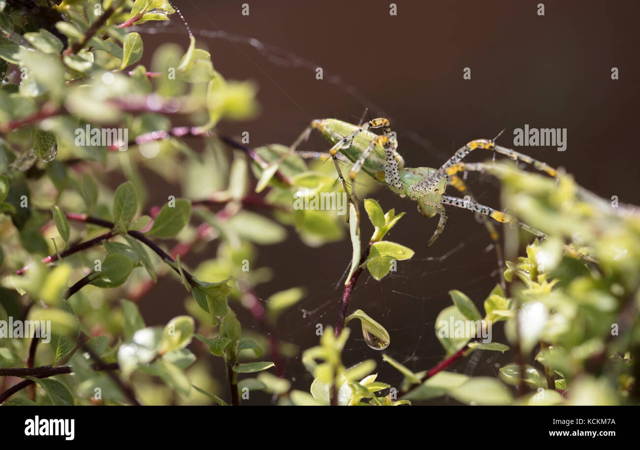 Helle grüne Pflanze Spider auf silversheen Zweige und Blätter gehockt Stockfoto