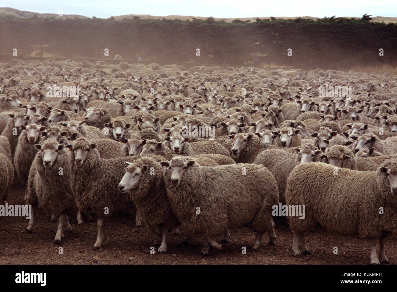 Gekreuzten Schafen für Fleisch: Romney Marsh/Ostfriesisch/Finnische Landrasse/Grenze Leicester/Merino (Ovis aries), Woolnorth Station, nordwestlichen Tasmanien, Stockfoto