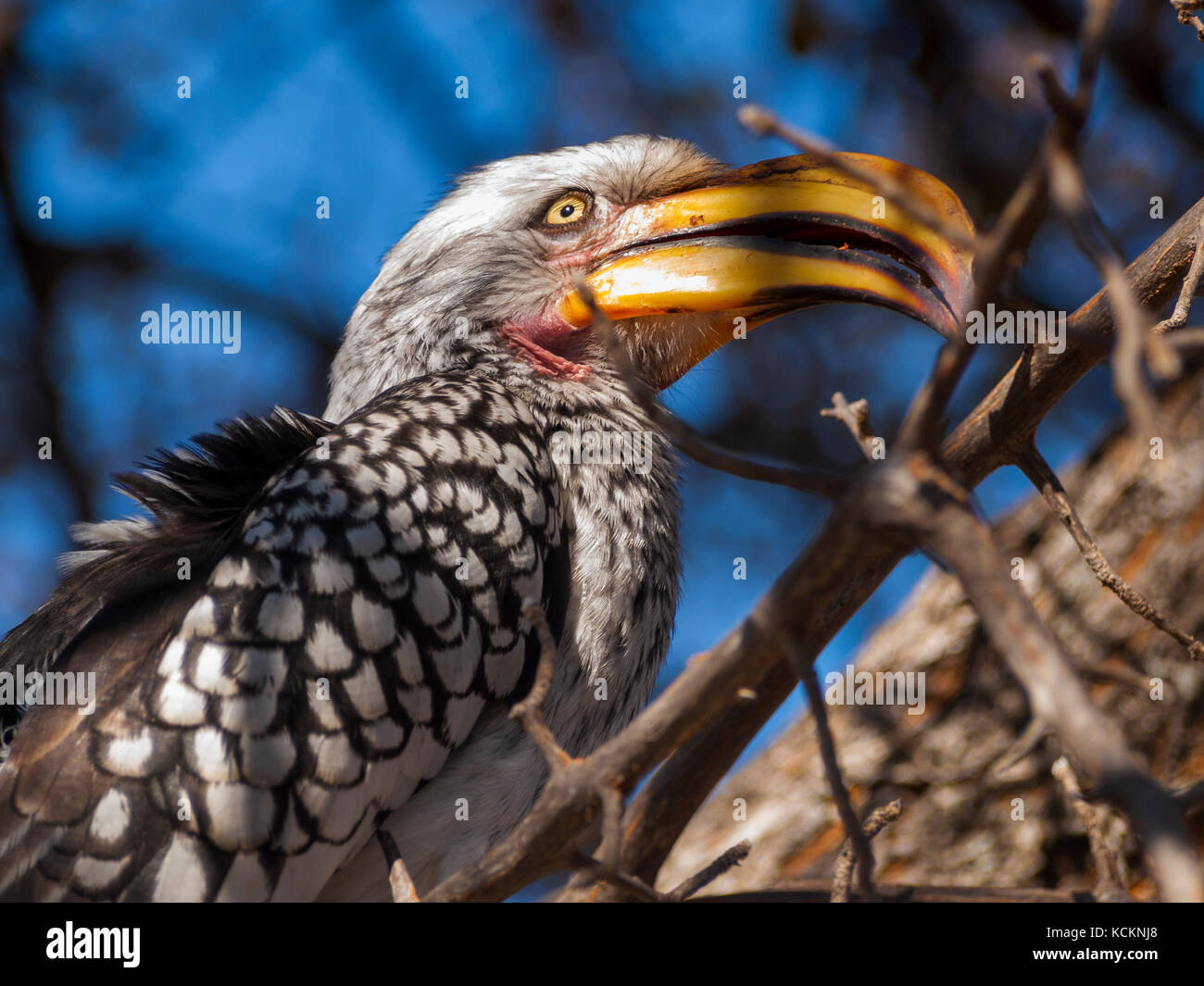 Hornbill im Central Kalahari Game Reserve, Botswana Stockfoto