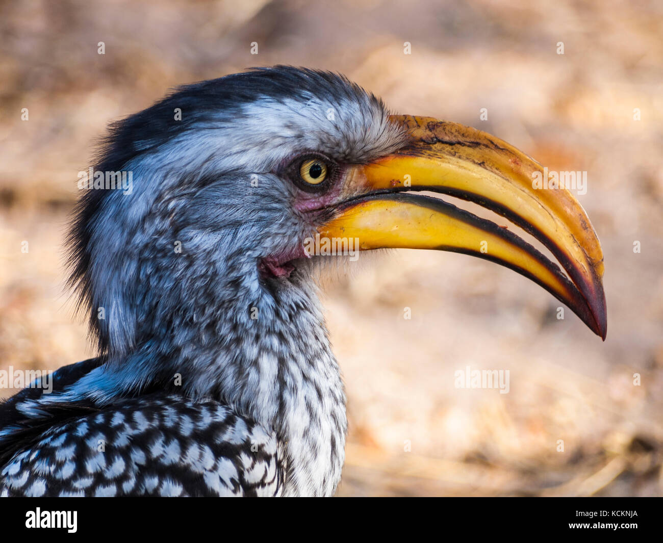 Hornbill im Central Kalahari Game Reserve, Botswana Stockfoto