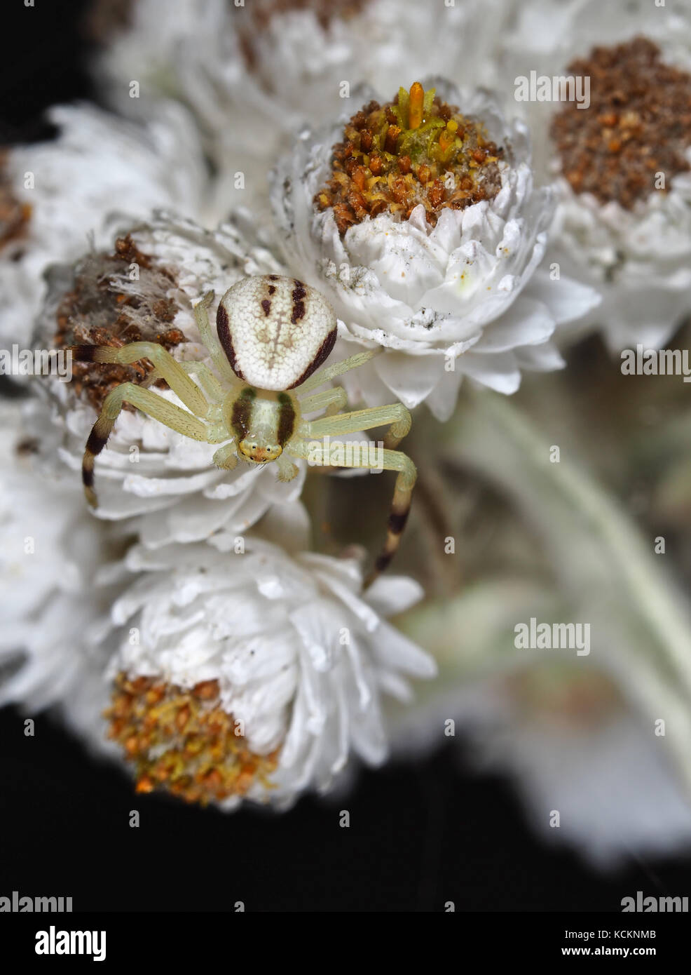 Winzig (Körper  4 mm) subadult männlichen Goldrute crab Spider (Misumena vatia) sitzt auf einem Perligen ewigen (Anaphalis margaritacea) im pazifischen Nordwesten Stockfoto