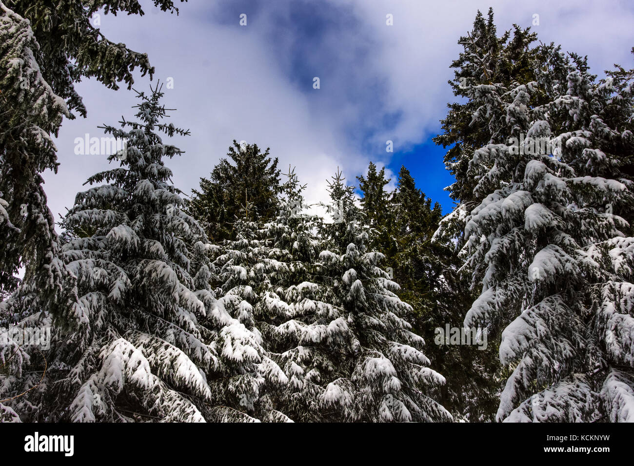 Winter-Eindruck-Farbbild genommen in einem Wald mit Schnee auf den Bäumen an einem sonnigen Tag mit blauem Himmel und Wolken Stockfoto