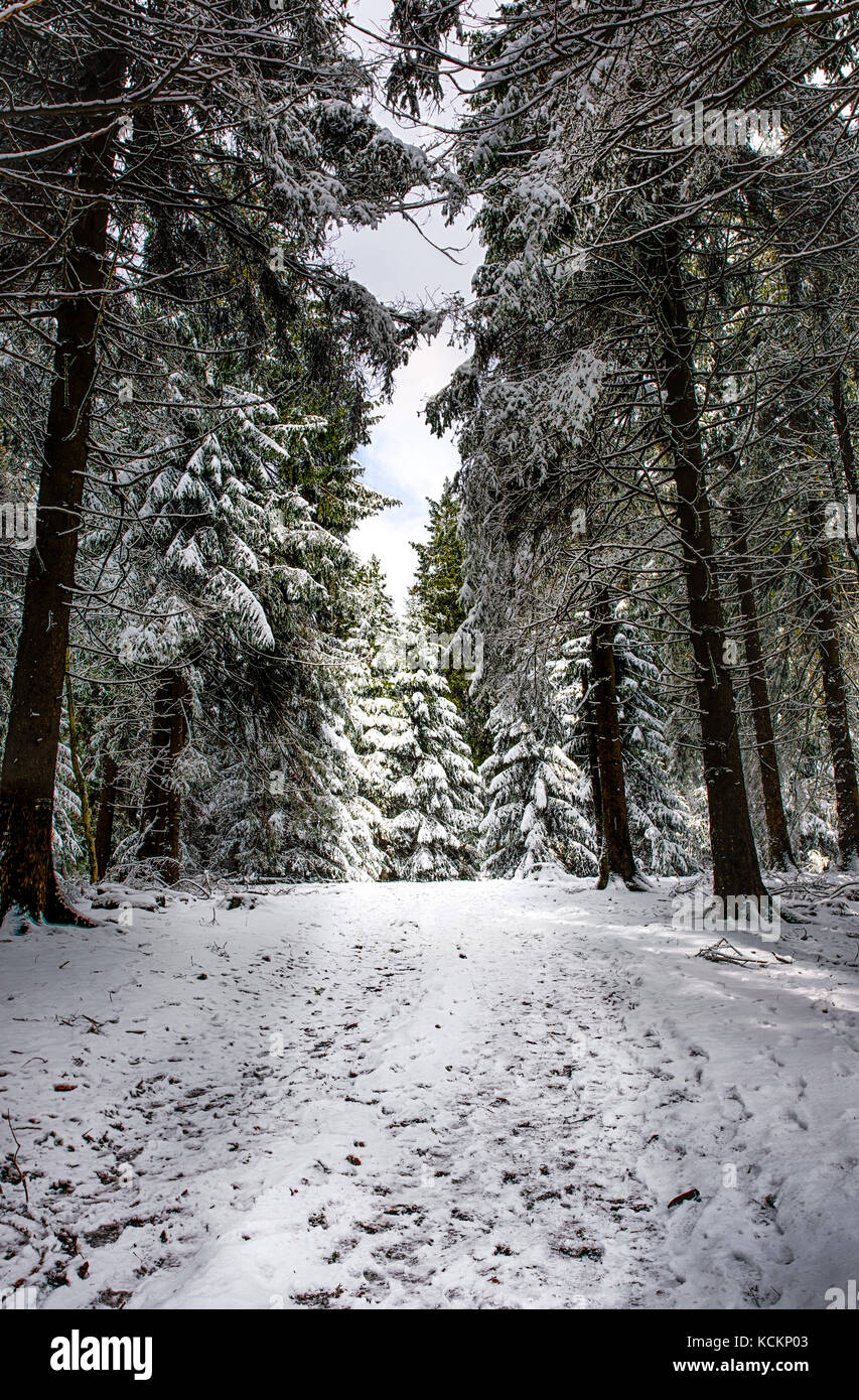 Winter eindruck Farbe Bild von den Pfad in einem Wald mit schweren Schnee auf den Bäumen genommen Stockfoto