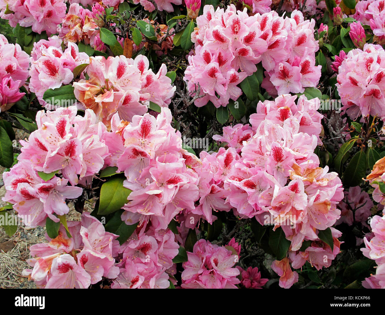 Rhododendron (Rhododendron sp.) auffällige rosa Blüten. Emu Valley Rhododendron Gardens, in der Nähe von Burnie, Tasmanien, Australien Stockfoto