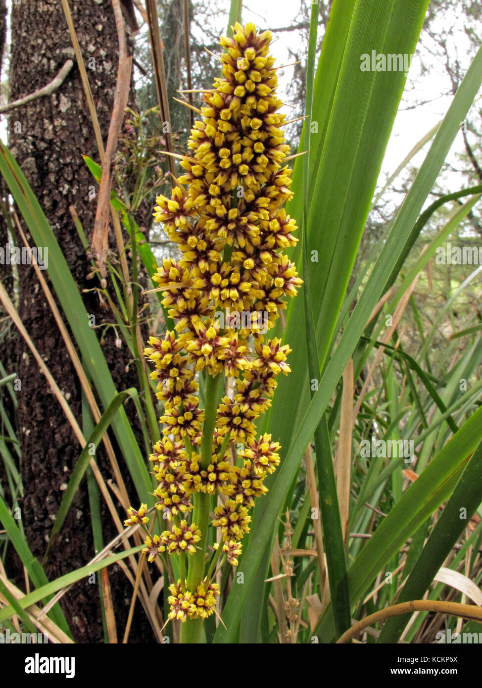 Stachelkopf-Mattenrausch (Lomandra longifolia), Blütenkopf. Die Aborigines verwenden die Gurtblätter für Netze und Körbe; die Basis der Blätter kann gegessen werden Stockfoto