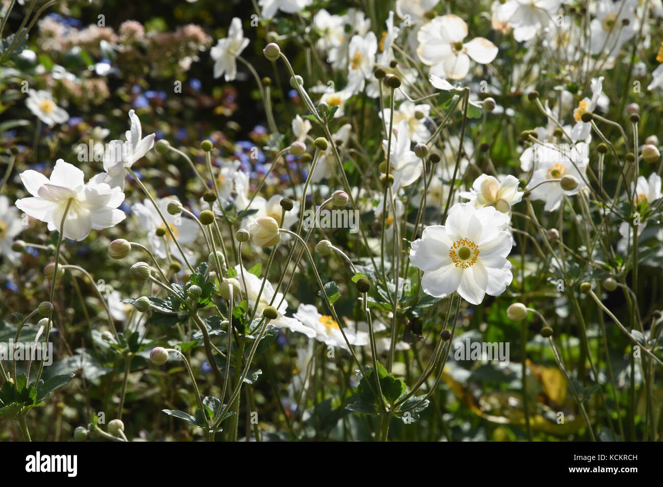 Japanische Anemone, Halle, Dartford, Kent.DE Stockfoto