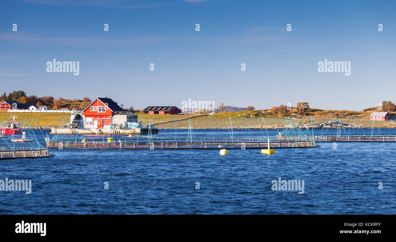 Norwegische Fischzucht, wachsende Lachs in natürlicher Umgebung. Meer Fjord in Trondheim Bezirk Stockfoto