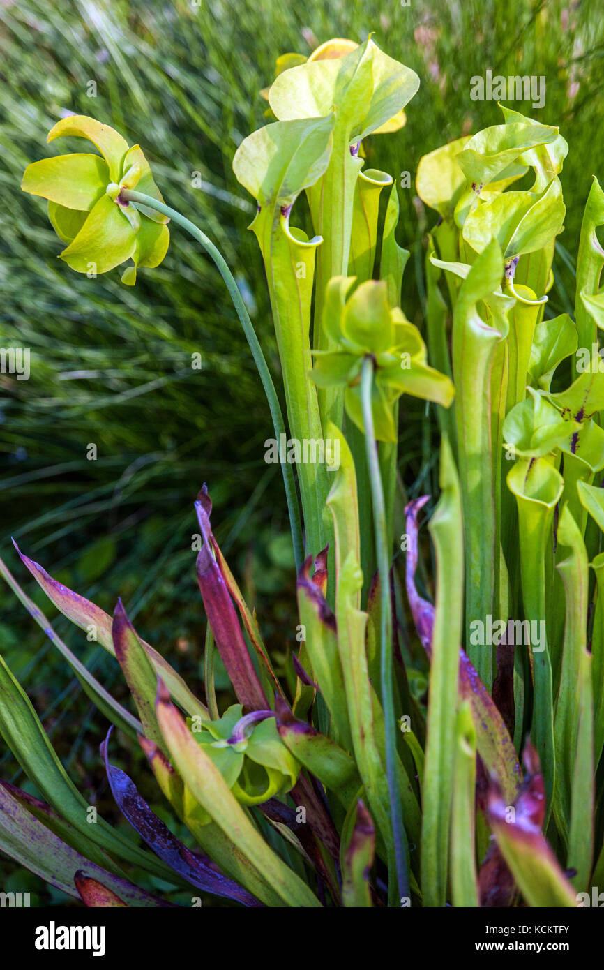 Sarracenia flava, fowering fleischfressenden Pflanze Stockfoto