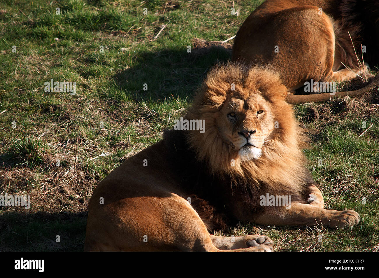Männliche Löwe, in der Sonne zu sitzen Stockfoto
