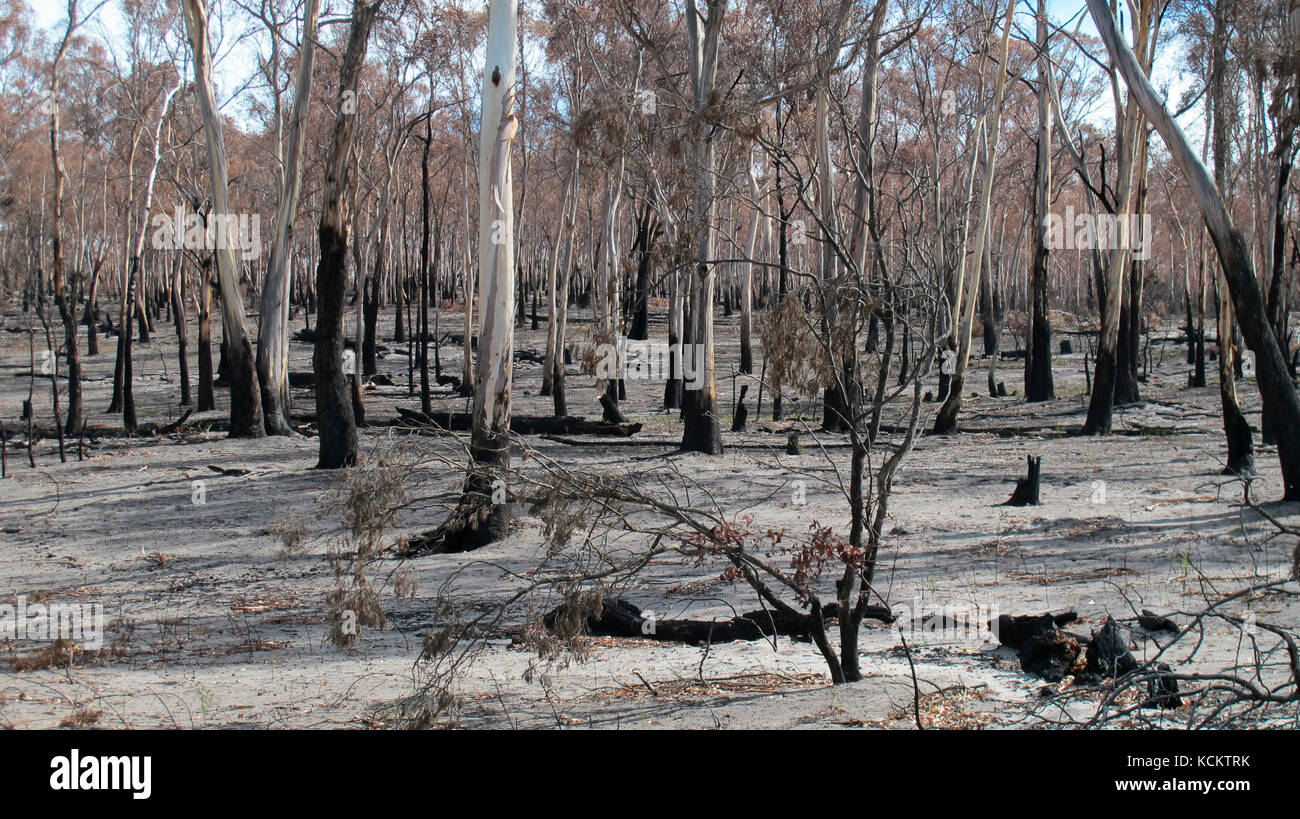 Nach den verheerenden Bränden vom 4. Januar 2013, die in diesem Gebiet, dem Repulse-Staudamm, rund 12 000 ha niederbrannten, zerstörten Wald, Weiden und fe Stockfoto