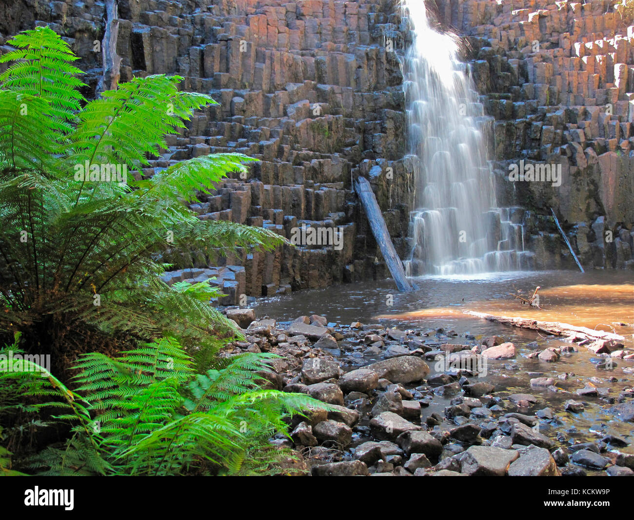 Dip Falls mit weichen Baumfarnen (Dicksonia antarctica). Im Vordergrund. Das umgebende Gestein ist säulenförmiger Basalt mit Fugen, die durch den Gesteinsklotz verursacht werden Stockfoto