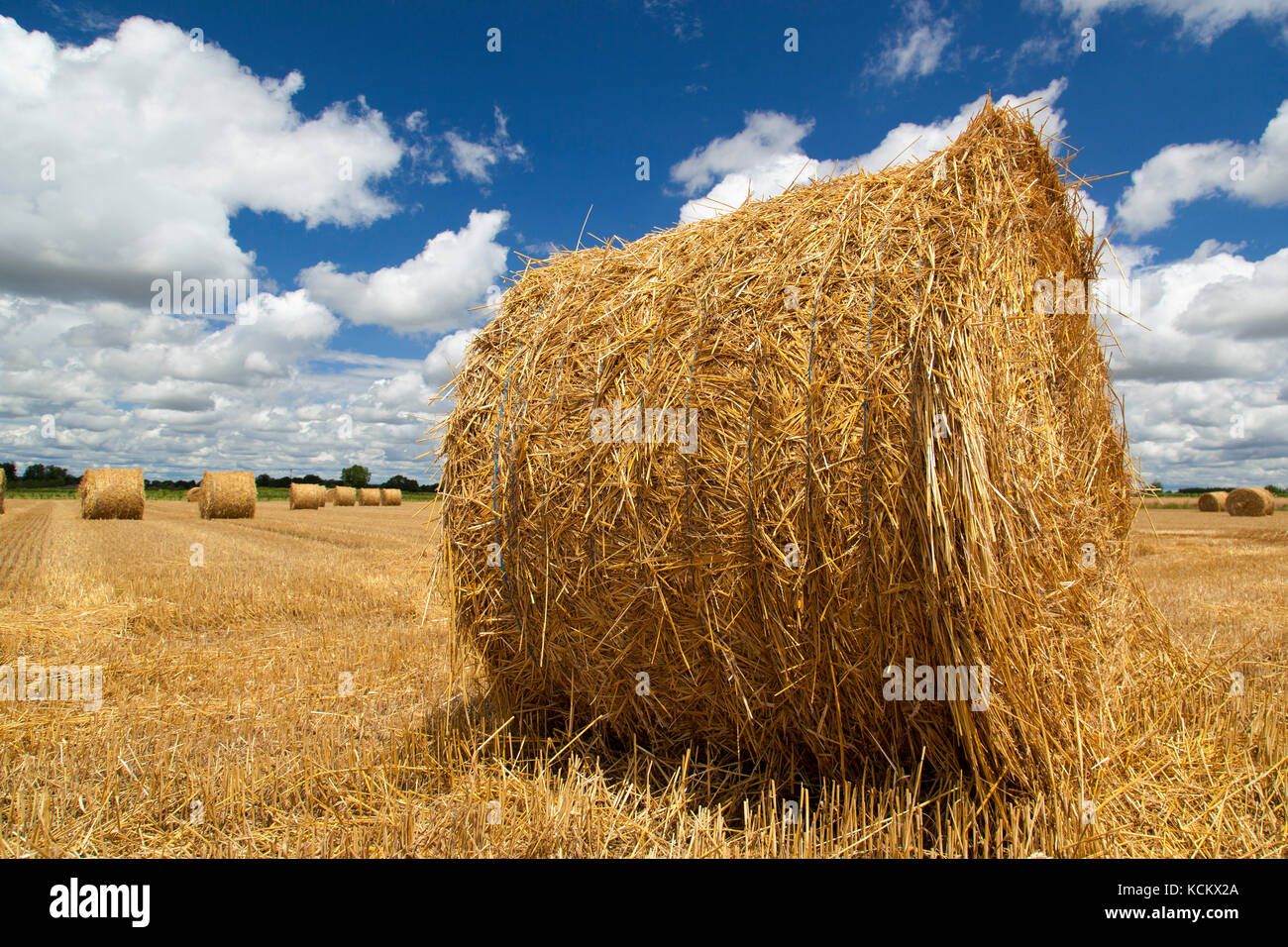 Großen Rundballen Stroh von Weizen Stockfoto