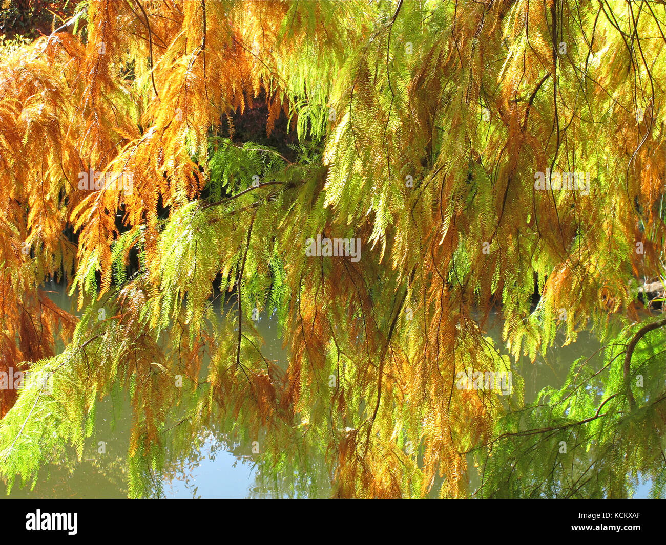 Sumpfzypresse (Taxodium destichum) Laub in Herbstfarbe. Ein Baum, der aus der südöstlichen und der Golf-Küstenebene der Unite nach Australien gebracht wird Stockfoto