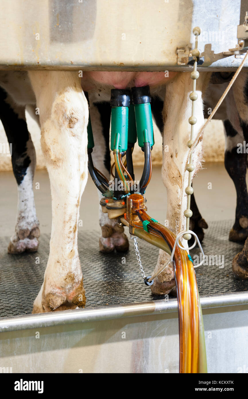 Kühe melken an automatisierten Melkstand Stockfoto