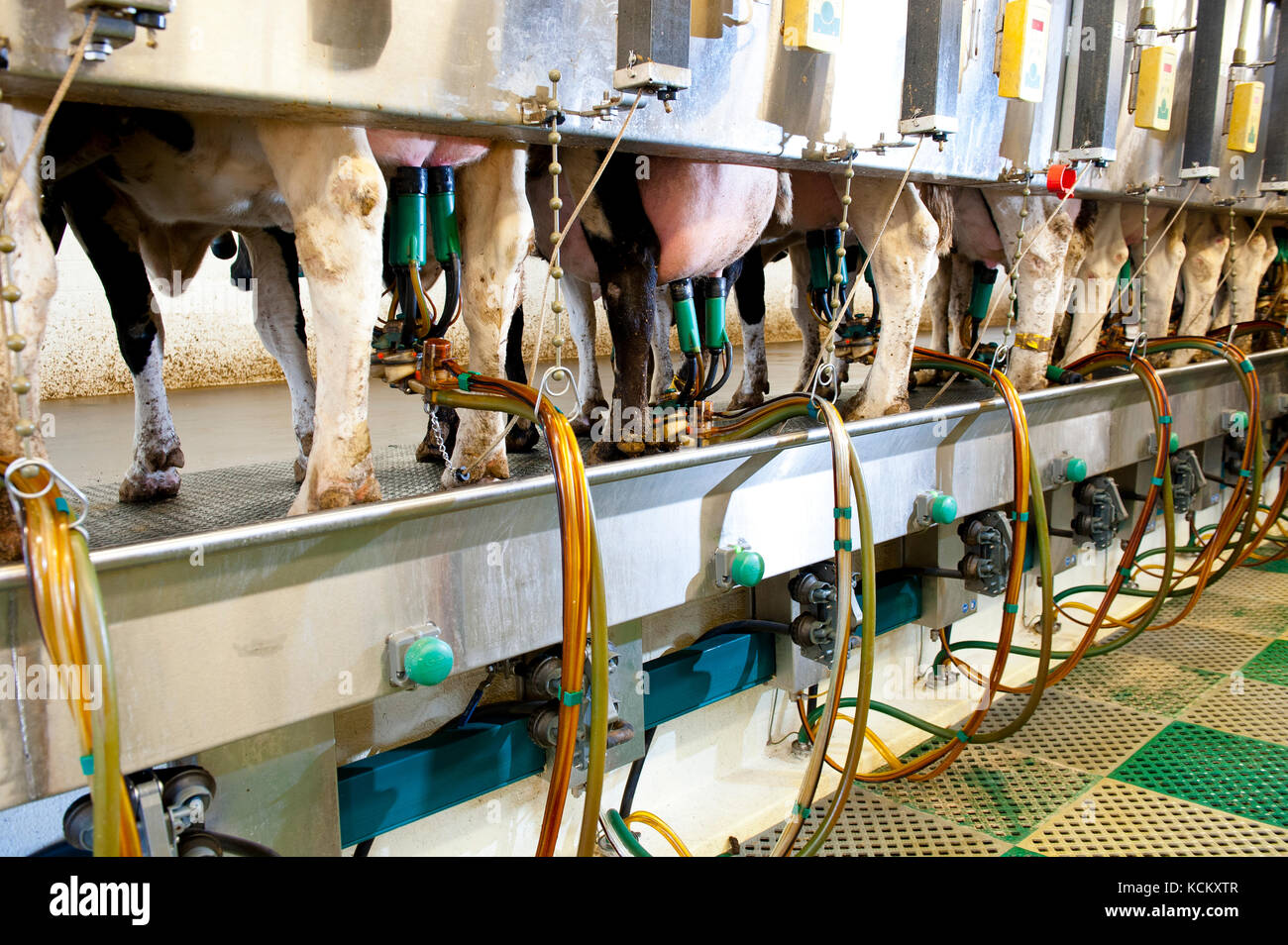 Kühe melken an automatisierten Melkstand Stockfoto