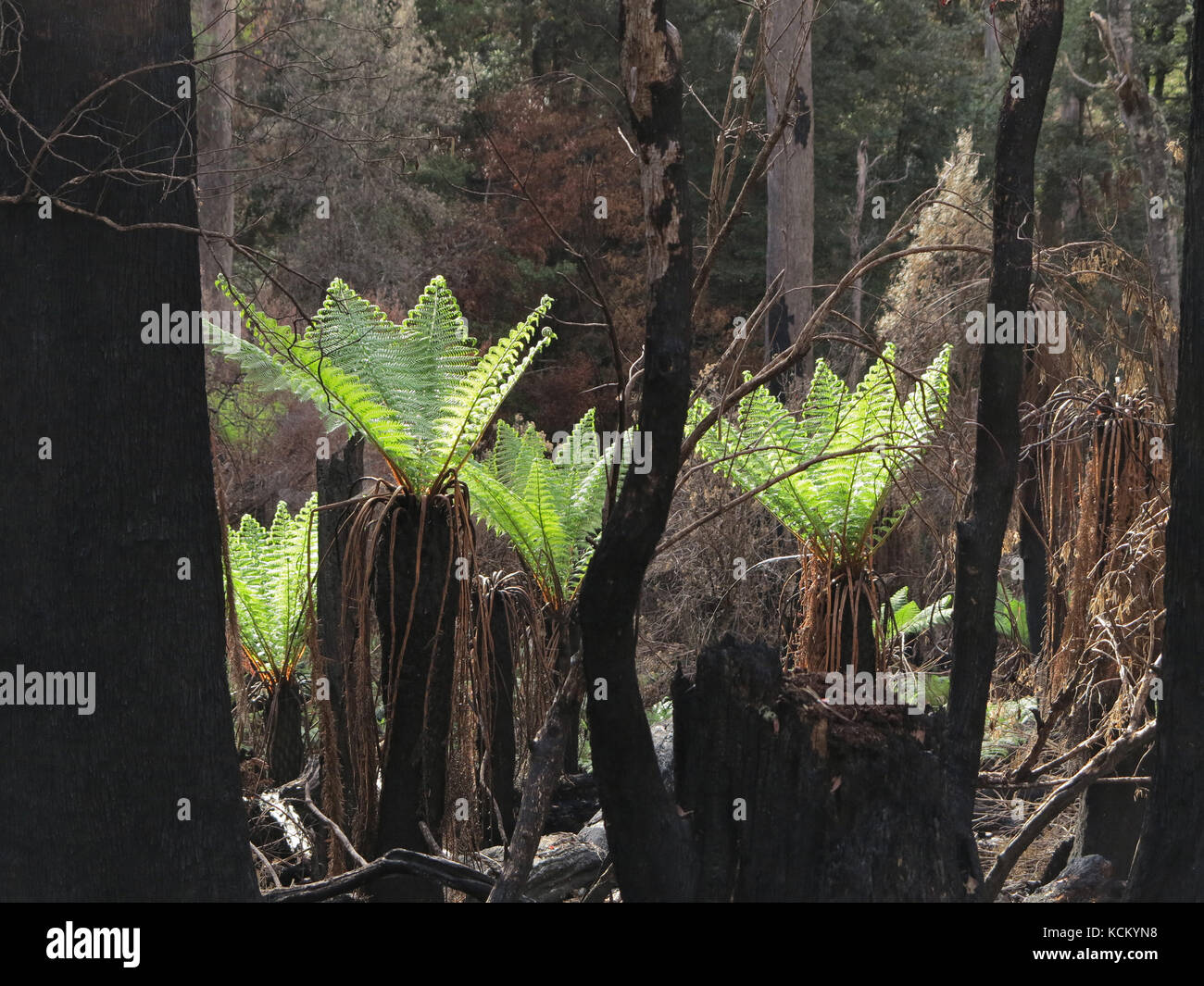 Die Regeneration ist etwa zwei Monate nach den katastrophalen Buschbränden offensichtlich. Upper Mersey River Valley, Nordwesten Tasmaniens, Australien Stockfoto