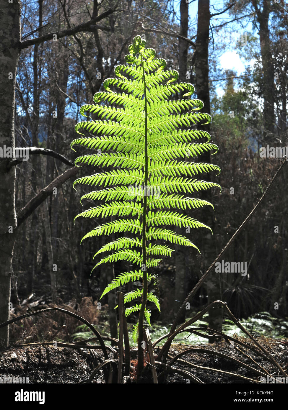 Die Regeneration ist etwa zwei Monate nach den katastrophalen Buschbränden offensichtlich. Upper Mersey River Valley, Nordwesten Tasmaniens, Australien Stockfoto