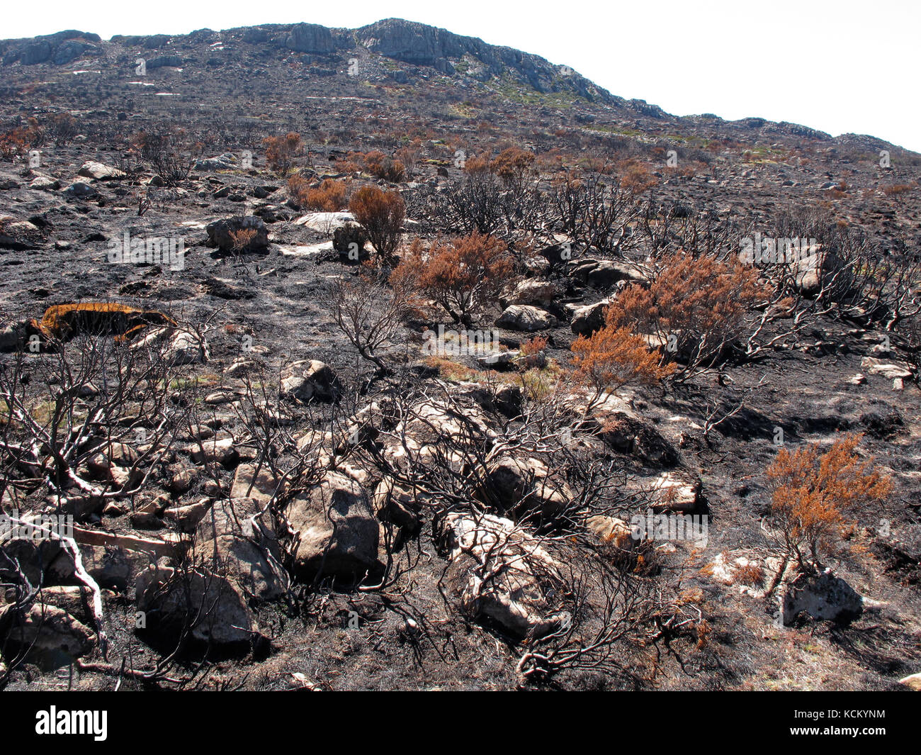 Durch katastrophale Buschbrände verursachte schwere Schäden an der empfindlichen Umwelt des Central Plateau. Great Western Tiers, Nordtasmanien, Australien Stockfoto