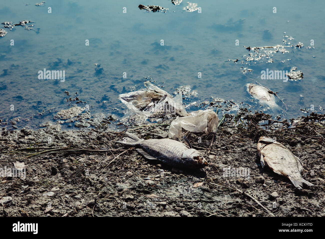 Dead Fish Pollution Garbage Stockfotos und bilder Kaufen Alamy