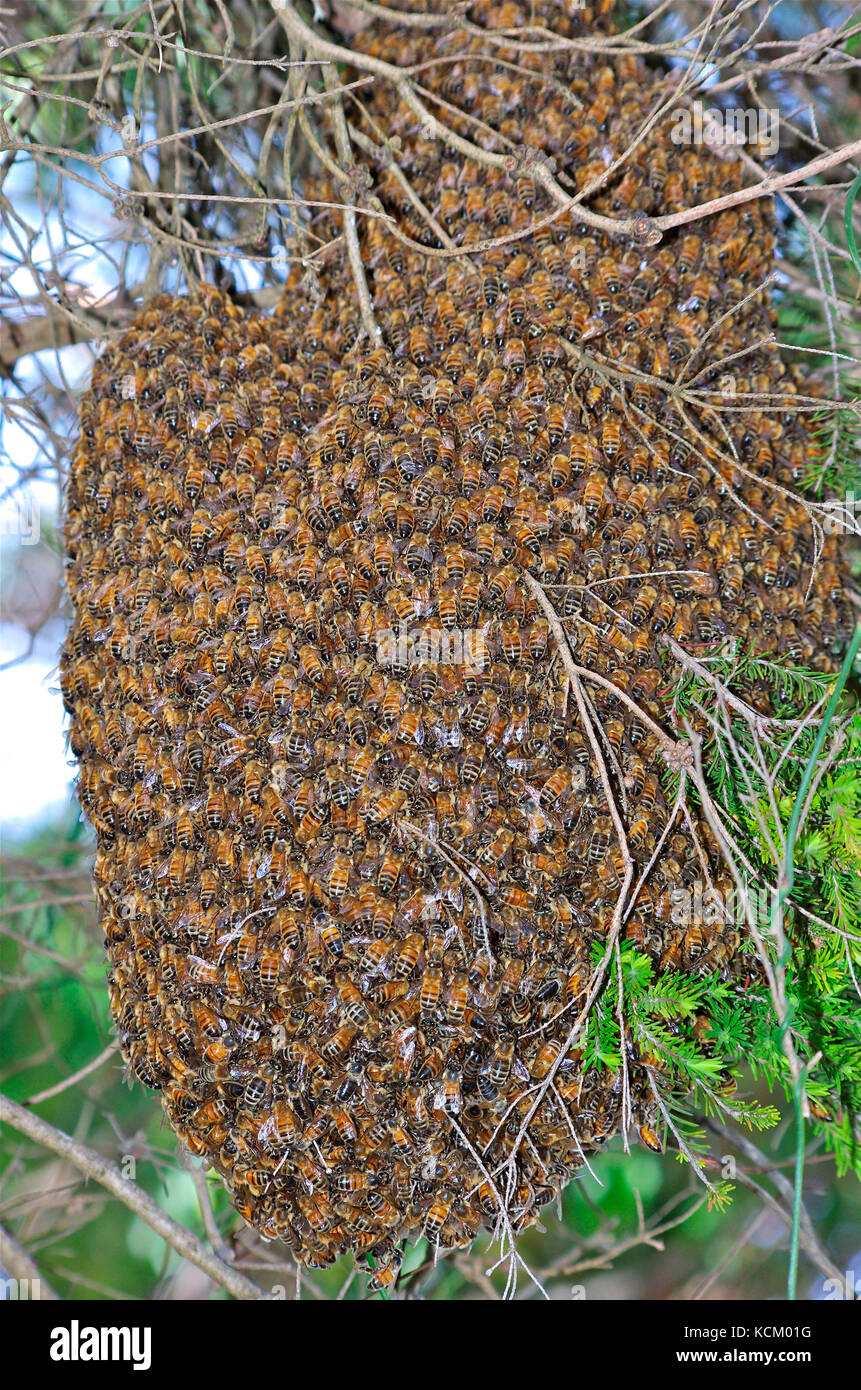 Westliche Honigbienen (APIs mellifera) schwärmen auf einem Baum. Tasmanien, Australien Stockfoto