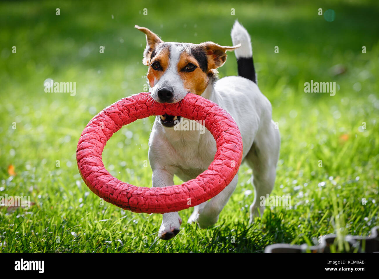 Jack Russell Terrier läuft witn Spielzeug Stockfoto