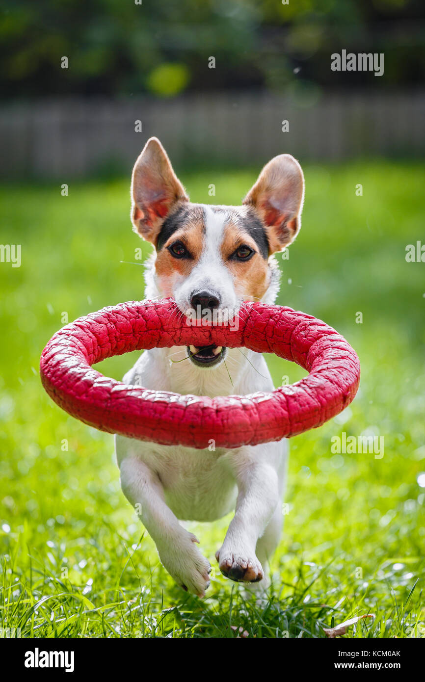 Jack Russell Terrier läuft witn Spielzeug Stockfoto