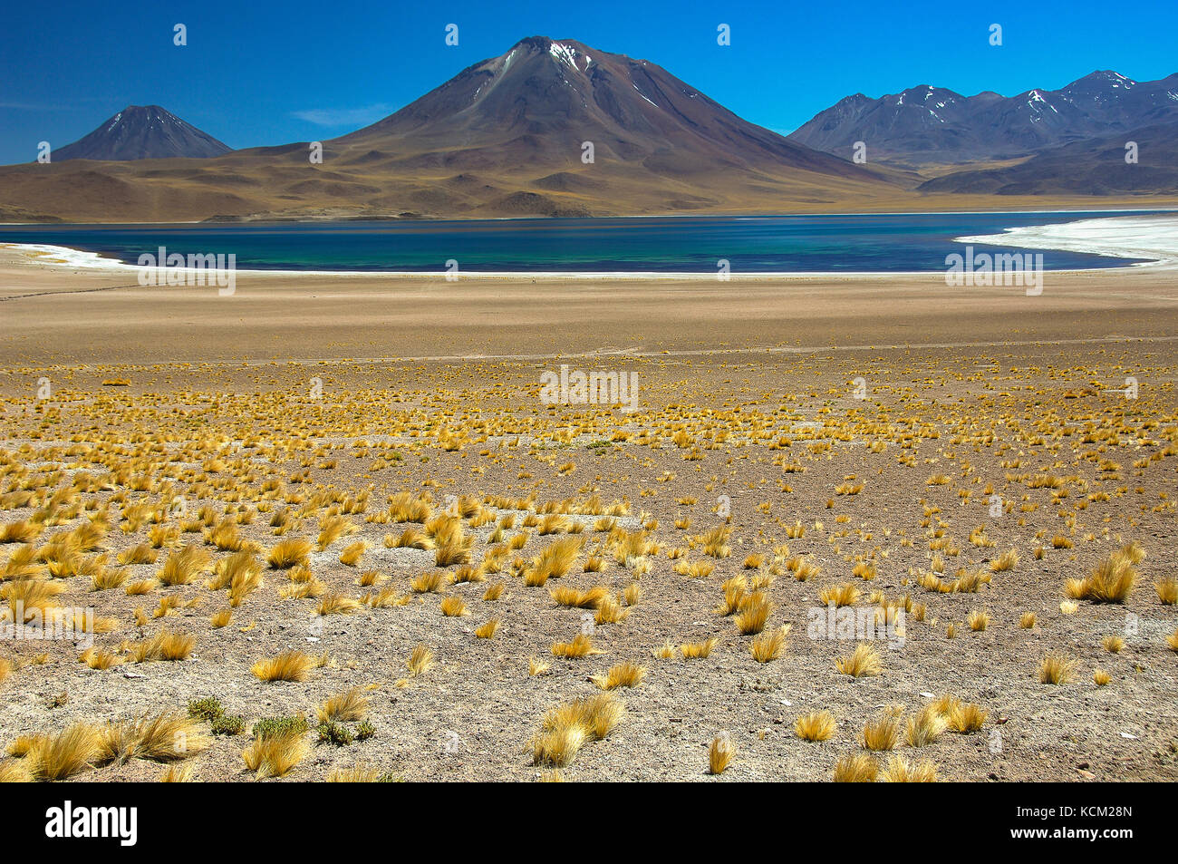 Chile Atacama Wüste - Riserva Naturale Los Flamencos. sezione miscanti. distese di Festuca (Festuca ortophylla) circondano la Laguna Miscanti | Chile Atacama-wüste Los Flamencos Naturschutzgebiet miscanti Abschnitt - Festuca (Festuca ortophylla), umgeben die miscanti Lagune Stockfoto