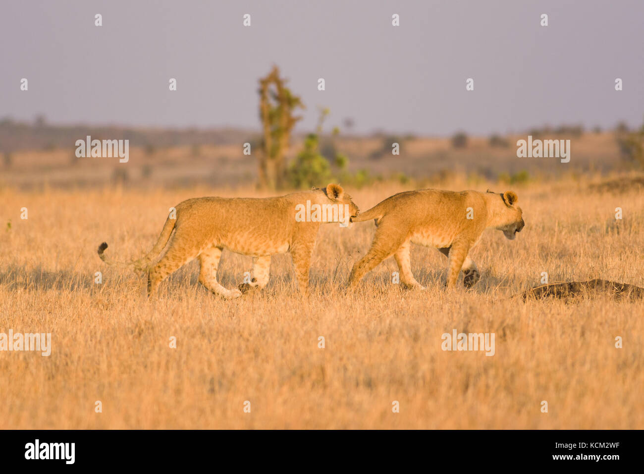 Löwe (Panthera leo) Jungen spielt, wie Sie gehen, Masai Mara National Game Park finden, Kenia, Ostafrika Stockfoto