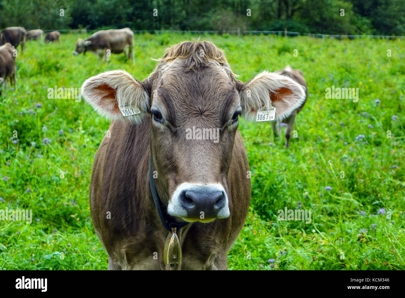Braun Kuh mit Ohrmarke an Kamera suchen, Österreich Stockfoto
