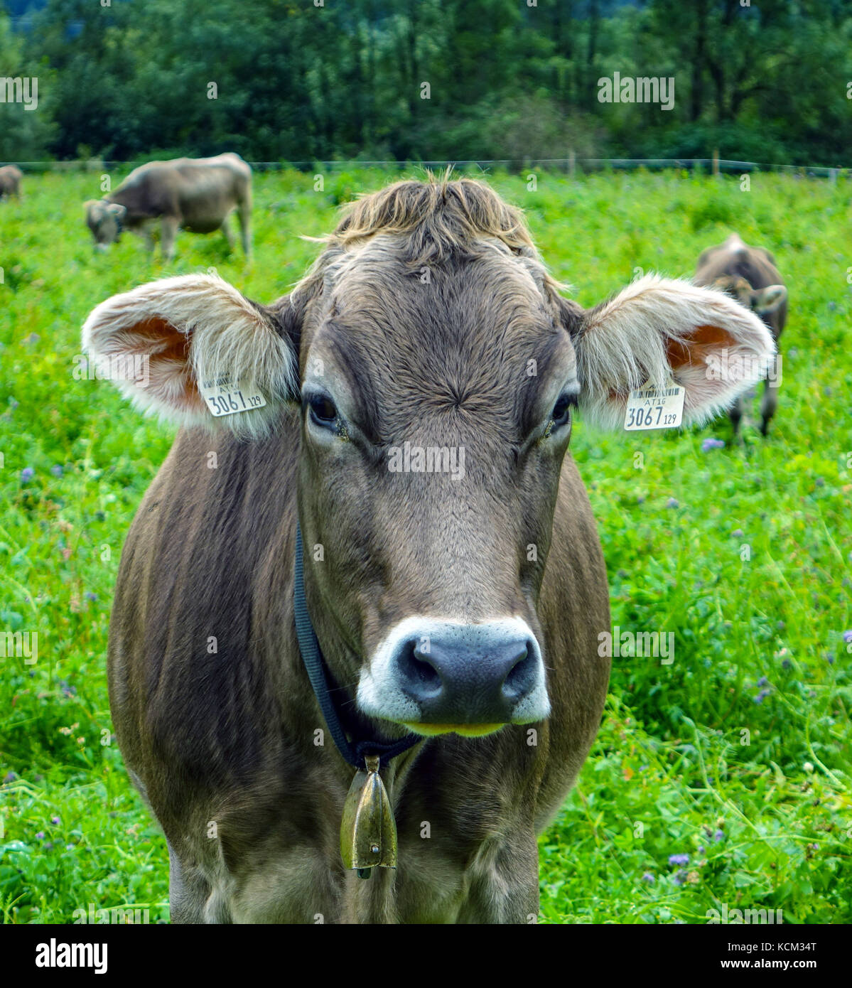 Braun Kuh mit Ohrmarke an Kamera suchen, Österreich Stockfoto