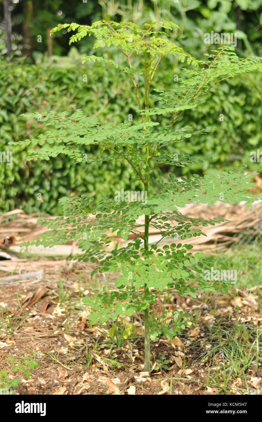 Moringa Baum (moringa oleifera), Townsville, Queensland, Australien Stockfoto