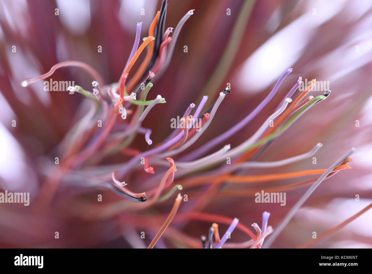 Elektrische Leitungen mit ausgewählten Fokus Nahaufnahme Stockfoto
