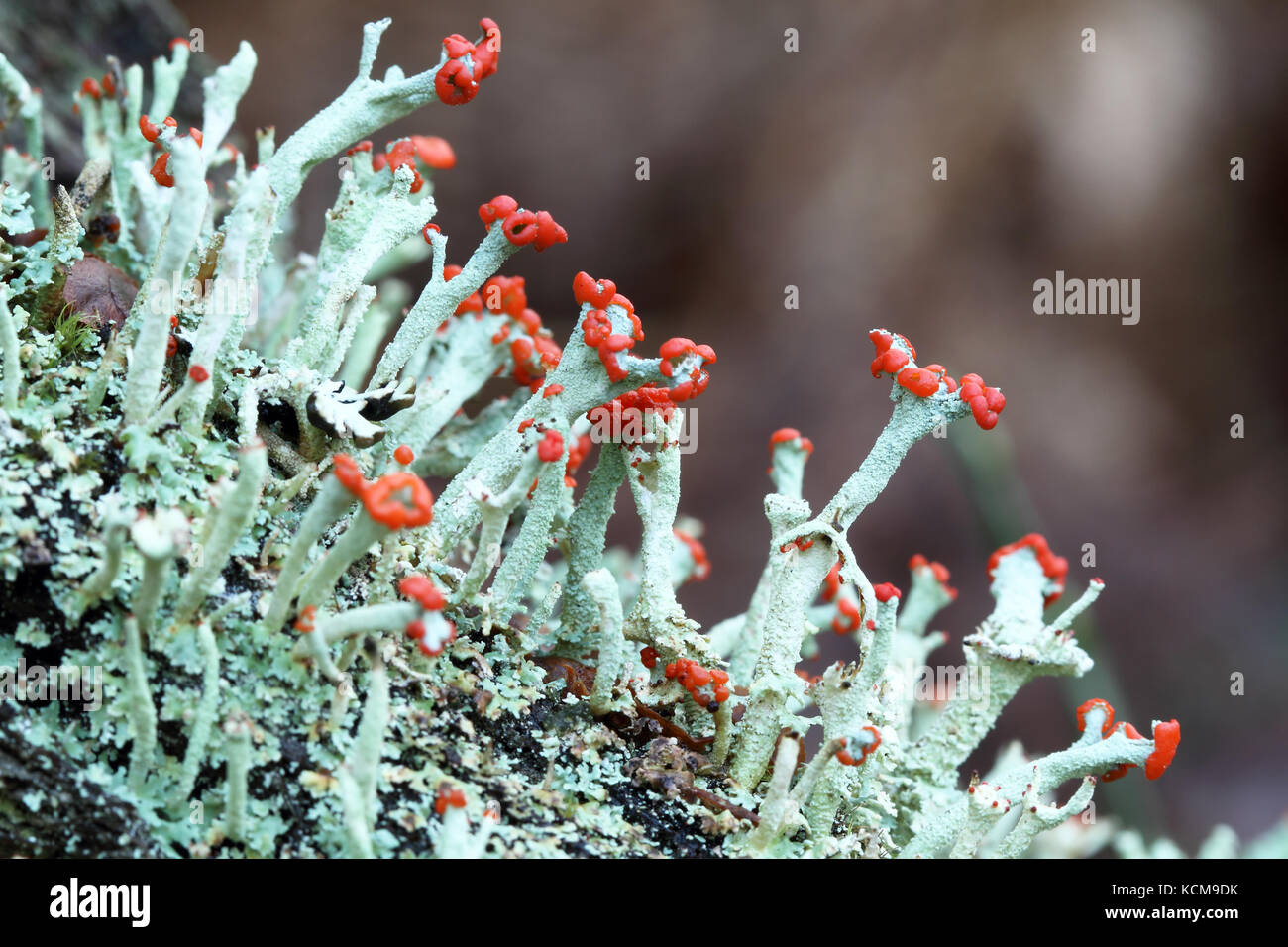 Flechten, cladonia sp. Stockfoto