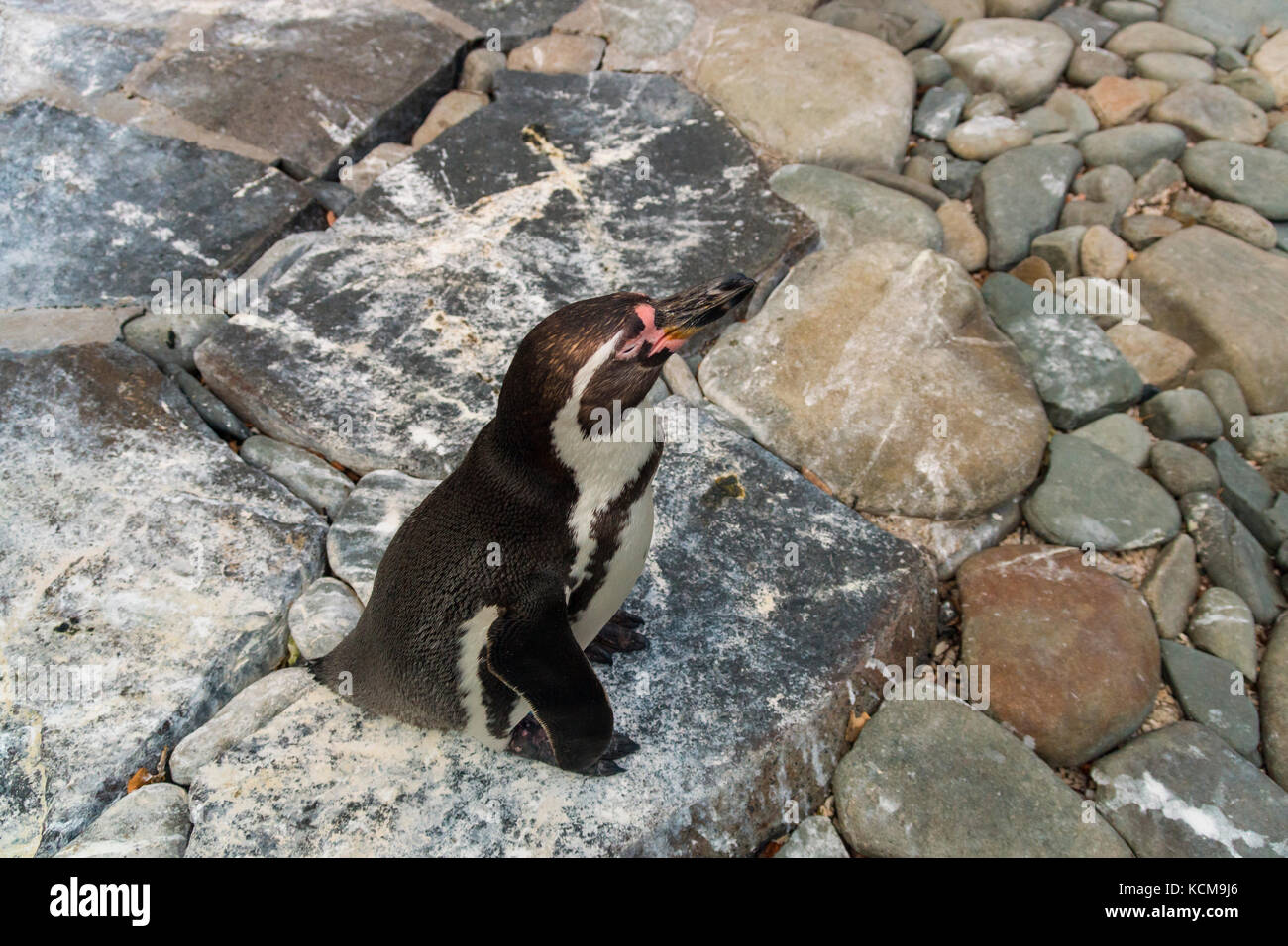 Der Prager Zoo, Troja, Tschechische Republik Stockfoto