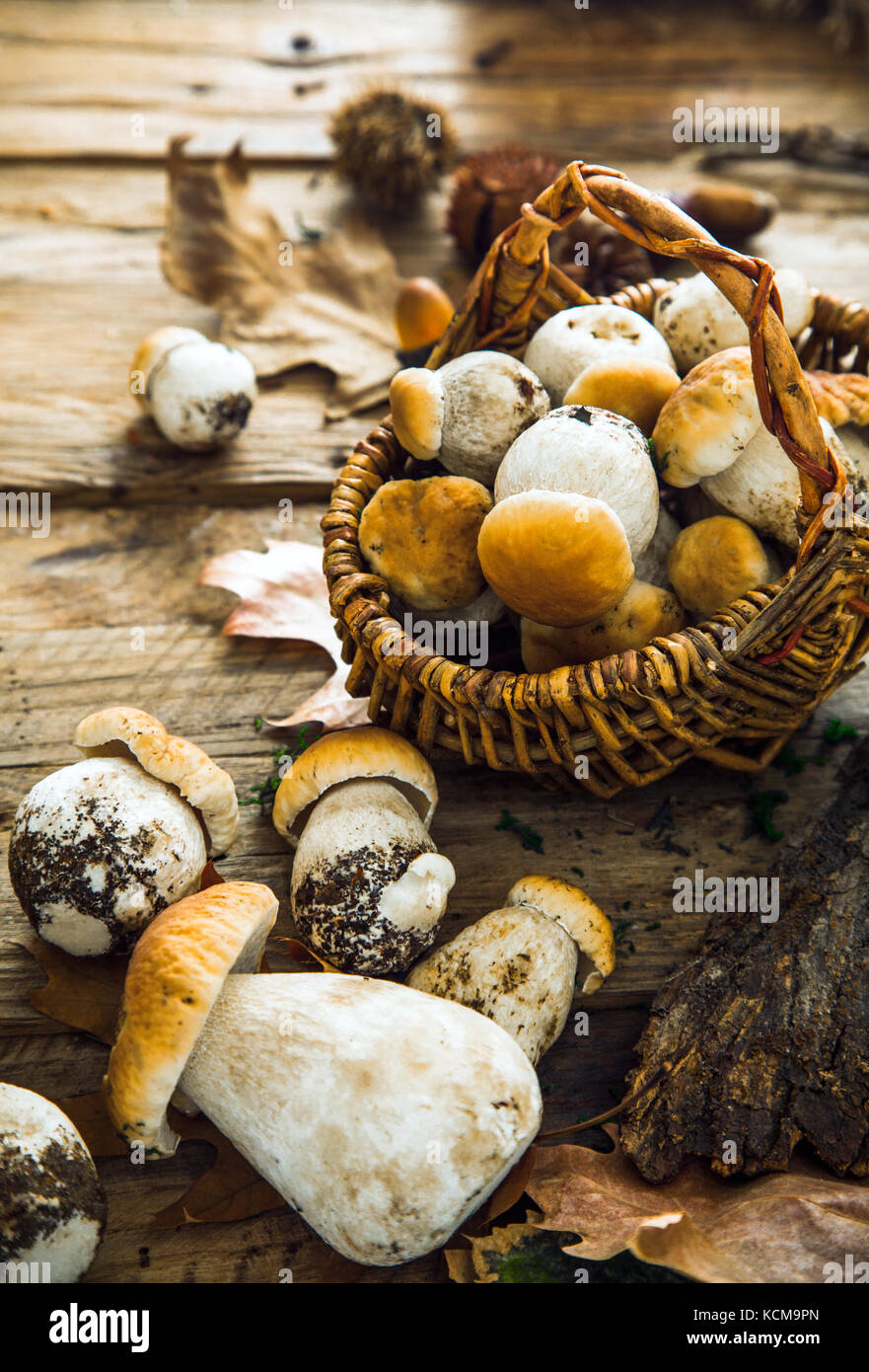 Pilz über Holz- Hintergrund. Herbst Steinpilze auf Holz. Herbst Wald Obst Stockfoto