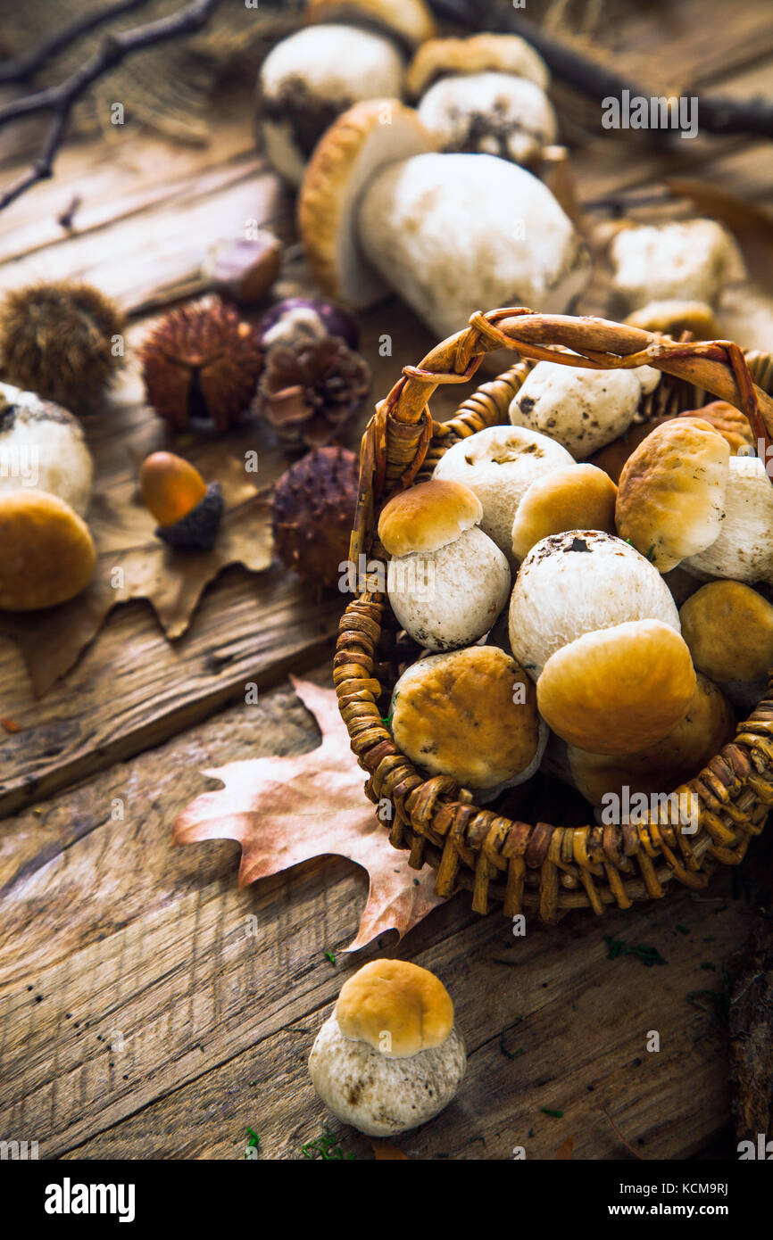 Pilz über Holz- Hintergrund. Herbst Steinpilze auf Holz. Herbst Wald Obst Stockfoto